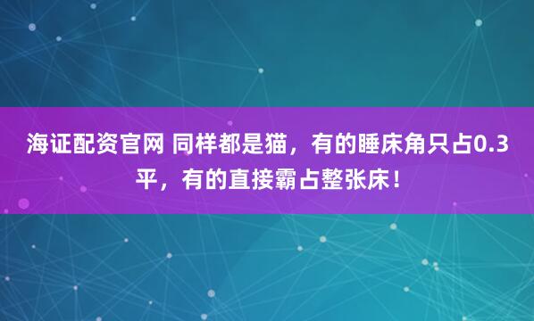 海证配资官网 同样都是猫,有的睡床角只占0.3平,有的直接霸占整张床!